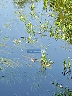 В районе деревни Сальцево всплыла рыба